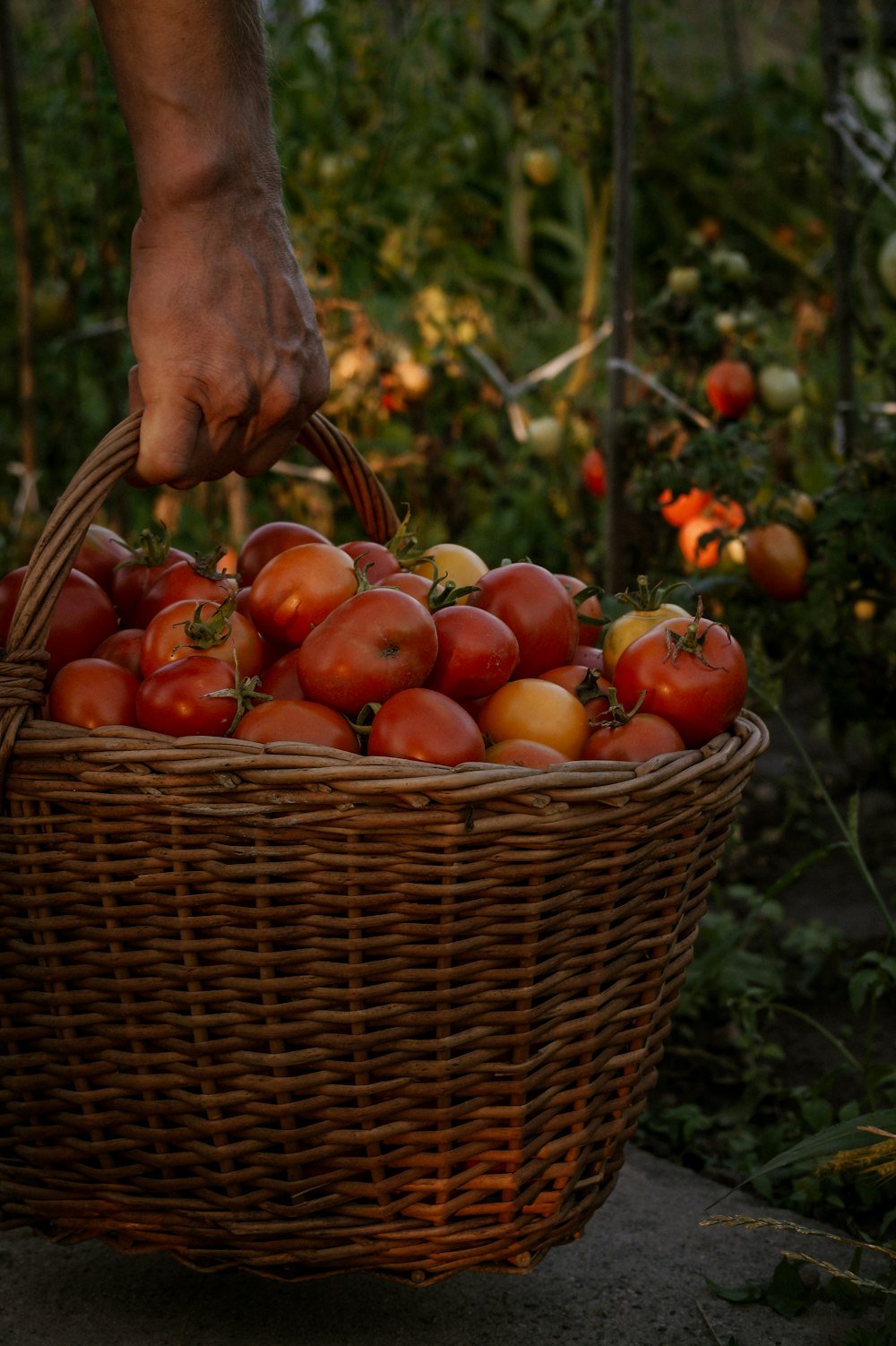 A farmer carrying a basket of freshly picked tomatoes